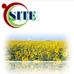 SITE/サイト