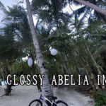 GLOSSY ABELIA INC