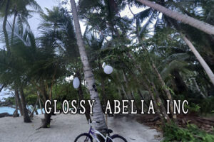 GLOSSY ABELIA INC