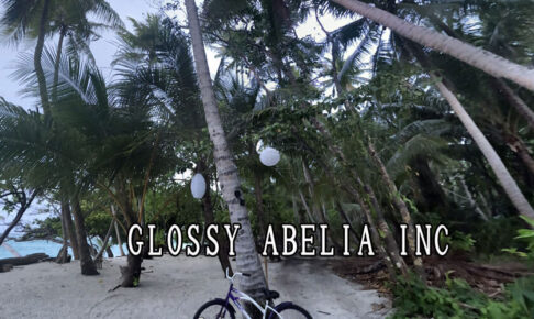 GLOSSY ABELIA INC