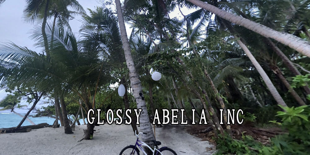 GLOSSY ABELIA INC